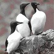 Thick-billed Murre